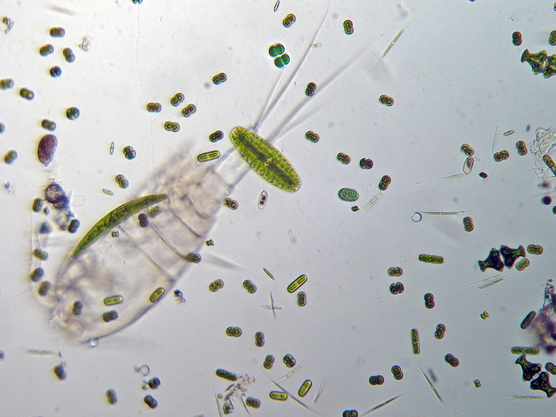 Laghetto Alpe Scaredi